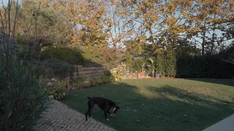 A black dog playing with a dry leaf