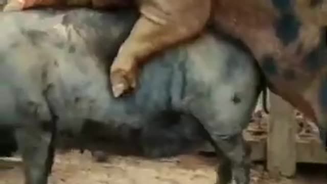 Videos of animals in heat mating, world Animal fights, animals