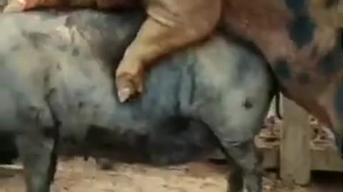 Videos of animals in heat mating, world Animal fights, animals