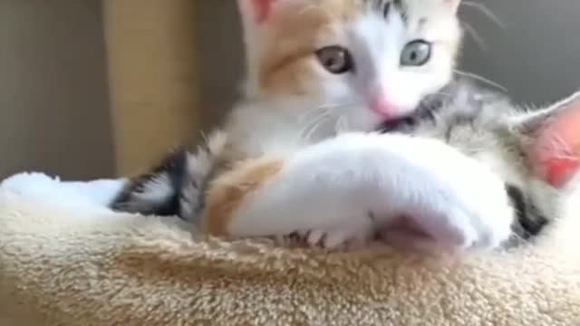 Cute Cat Cat 3D screen Shot