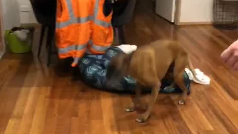 Boxer literally jumps for joy before dinner