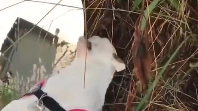 Baby Dogs Cute Dogs and Funny Dog Videos - Puppy Dog PLAY Clips