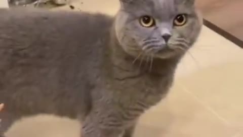 Watch this hilarious reaction from cat when it's offered a shrimp