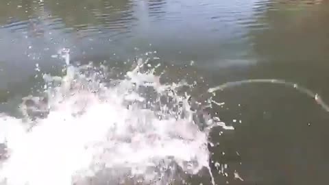 This is a beautiful and charming water-dwelling species