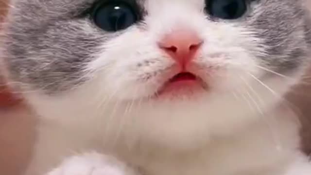 Try not to Laugh | Cutest Baby Cats Kitten compilation