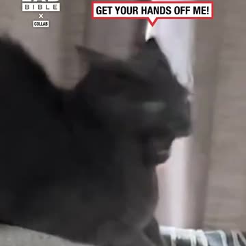 Cat Surprised With Butt Slaps