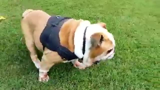 Dog fantastic video