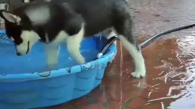 A dog playing in the water