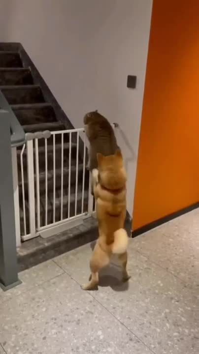 Golden Retriever Meets Puppies for the First Time