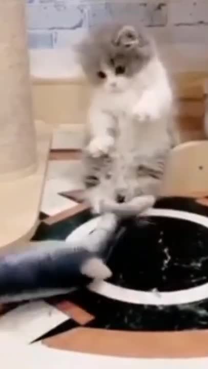 1.Funny Cats 😀😀😹😹😻#shorts #funnycats #animalsshorts