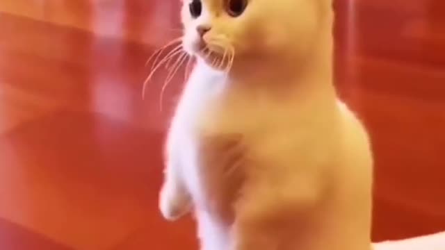 mast funny video cat and cat