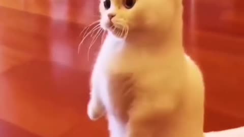 mast funny video cat and cat