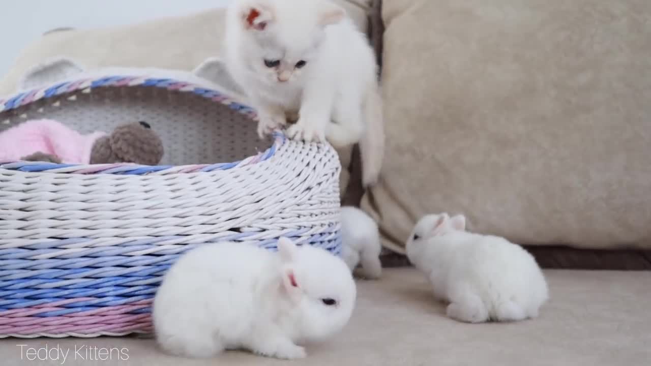 White kitten and bunny so cute