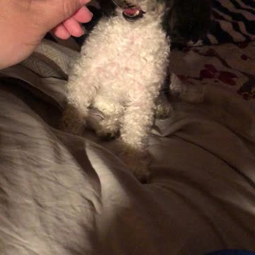 Cute Poodle eating his supper with a fork!!!! :)