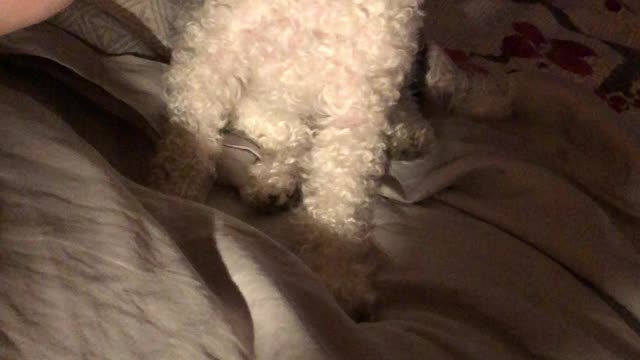 Cute Poodle eating his supper with a fork!!!! :)