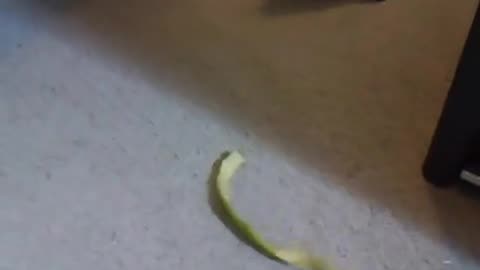 Bertie chasing an apple peel