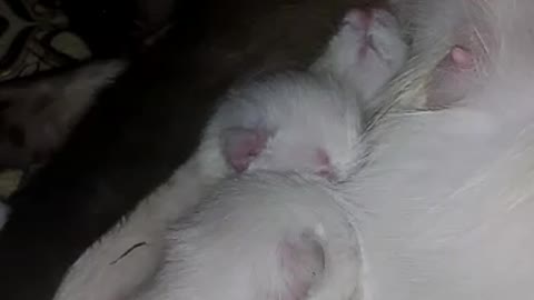 Cat breastfeeding