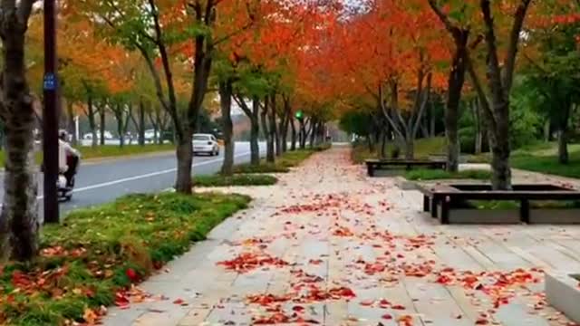 autumn fallingleaves yellowleaves redleaves quiet relax beauty nic.