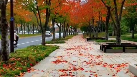 autumn fallingleaves yellowleaves redleaves quiet relax beauty nic.