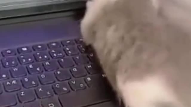 Tom & Jerry With Real Cat