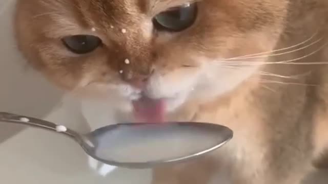 Cute cat eating funny