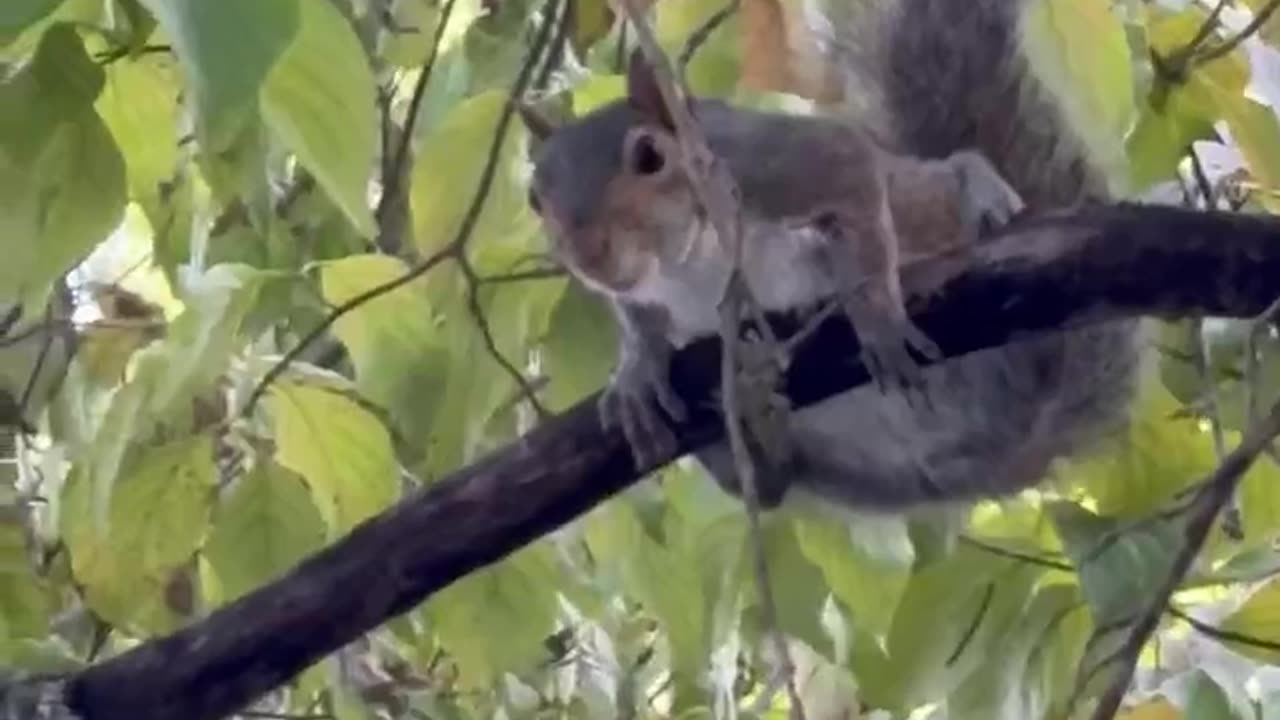 Squirrel Demands his daily Peanut Butter