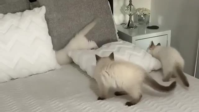 Note to self.. Donโt bother making the bed when you have kittens! ๐น๐น๐ผ๐ฝ