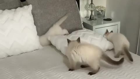 Note to self.. Don’t bother making the bed when you have kittens! 😹😹😼😽