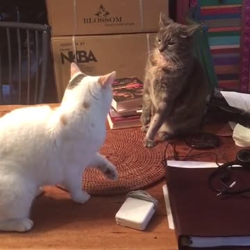 Funny cats fighting behind hidden beast😂😂😂