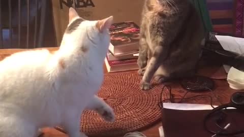 Funny cats fighting behind hidden beast😂😂😂