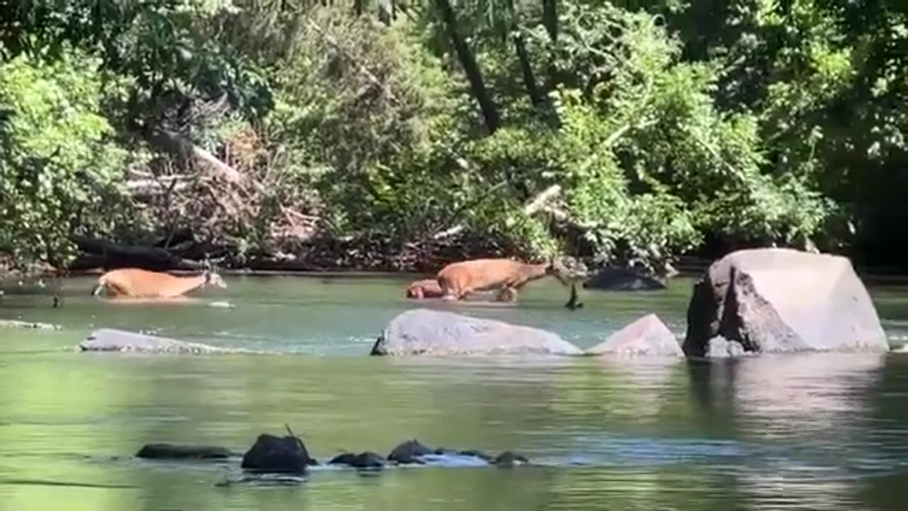 Deers Crossing a River