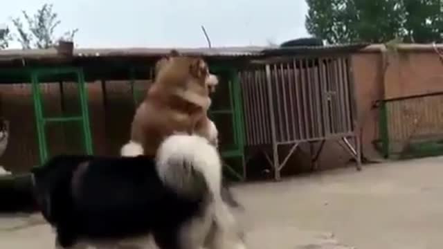 save and fight.