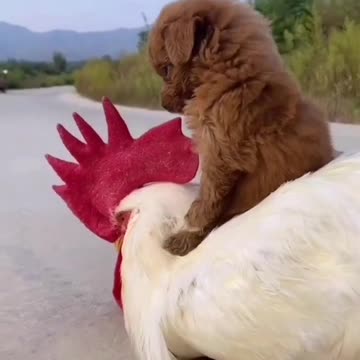 fun puppy and cock|cute animals|susan bro| #shorts