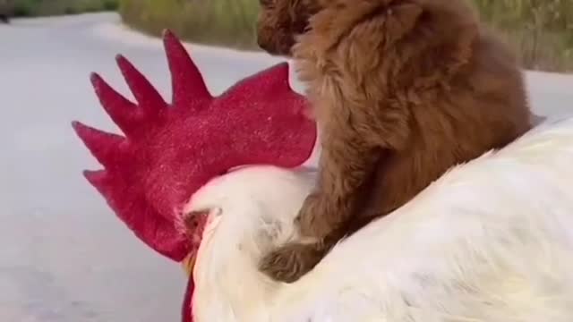 fun puppy and cock|cute animals|susan bro| #shorts