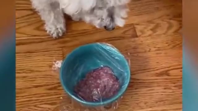 Funny Pets Compilation Funny Dogs, Cats & more animals! Try Not To Laugh 🤣