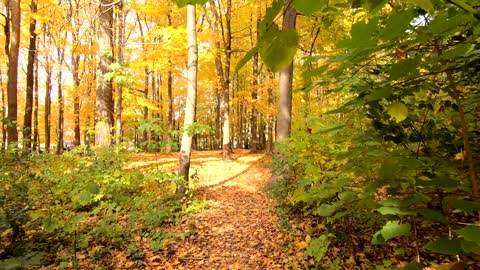 The Forest Ground Covered In Fall Leaves