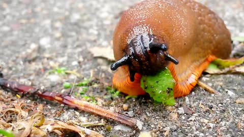 Slug Eats Leaf