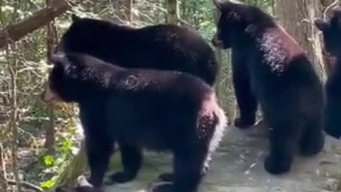 What scared the bears?