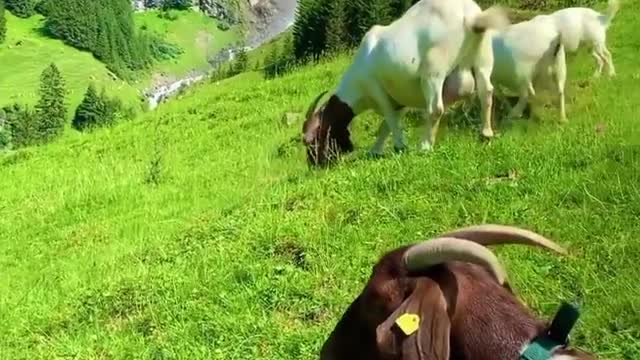 natural_swiss_beauty Amazing Switzerland