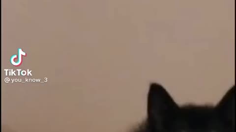Cats are funny