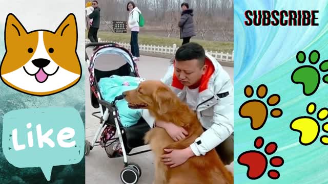 Smart Dog save child video viral 🐶👨‍🦲