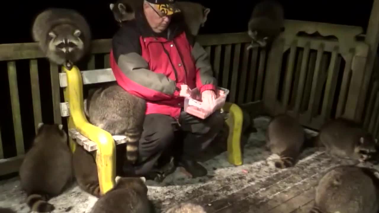 A man who has been feeding raccoons for the past 20 years.