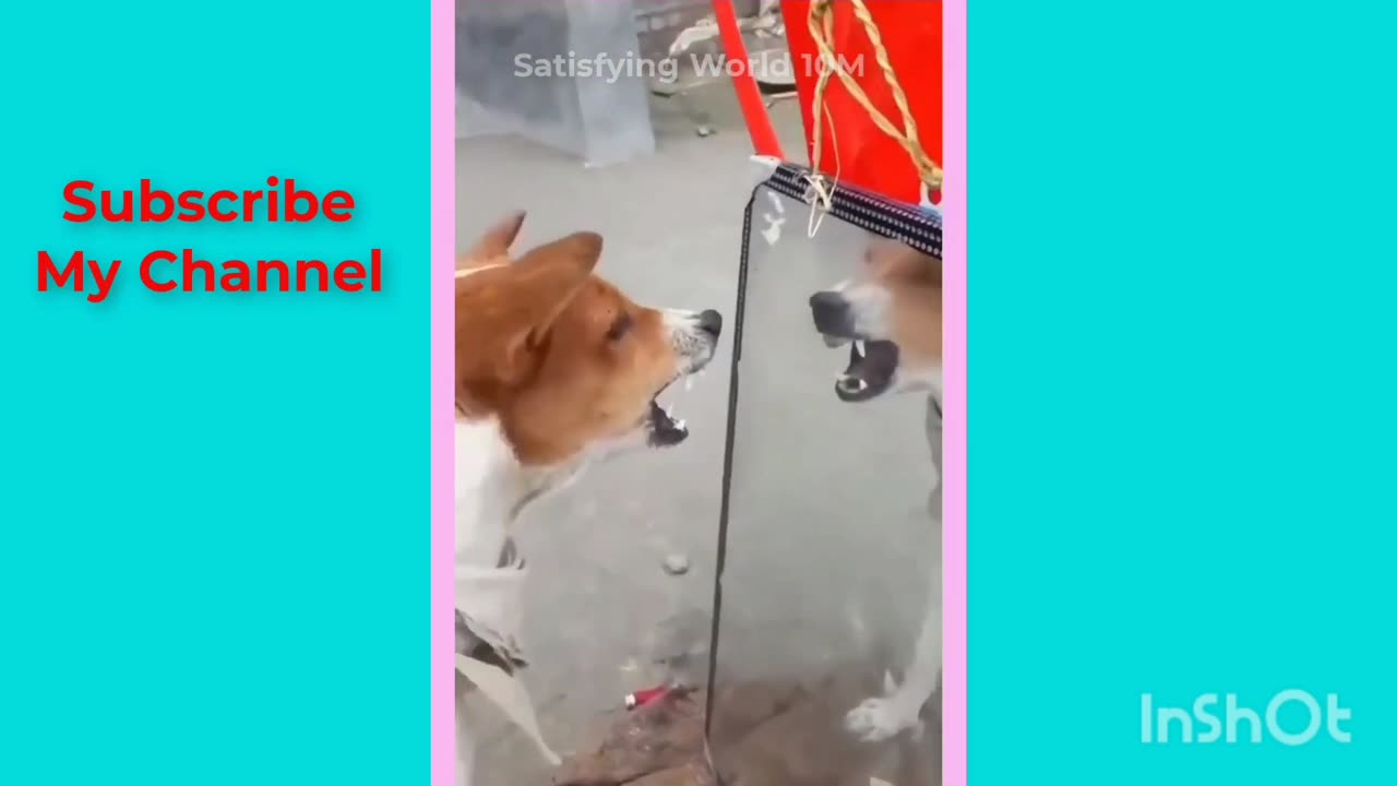 The dog and mirror