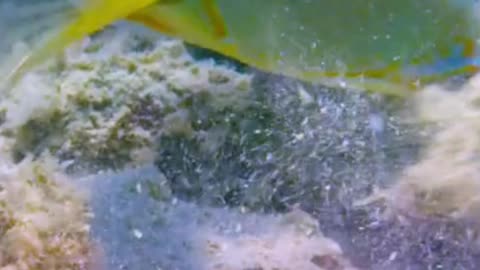 THE TUSKFISH