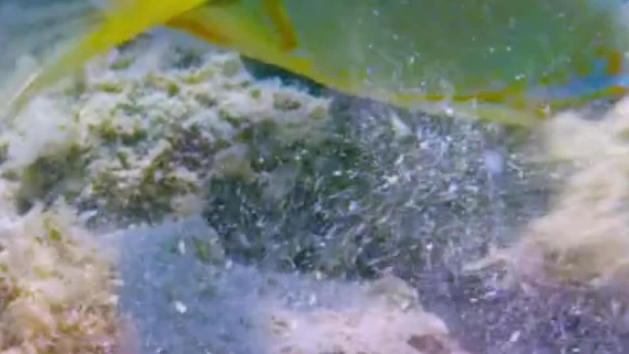 THE TUSKFISH