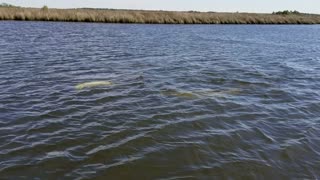 Dolphins swim next to our airboat