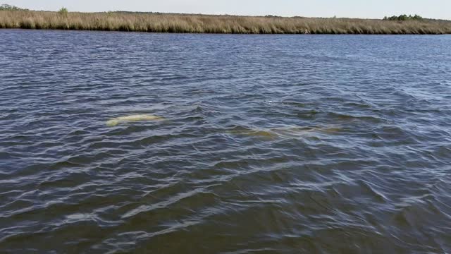 Dolphins swim next to our airboat