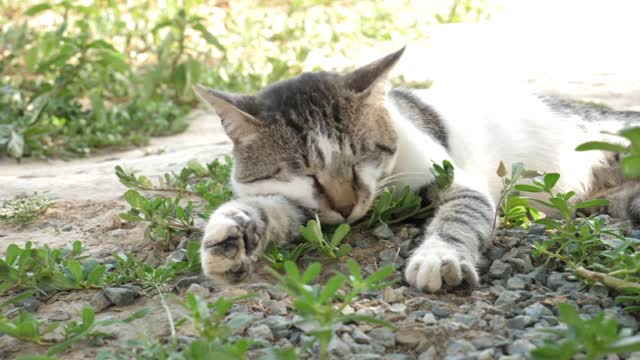 Cat sleeping video 🥱🥱🥱