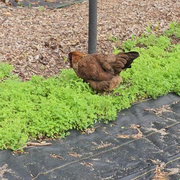 OMC! Brownie is eight-years-old and one shy little chicken! 😮🐔🤯😍#brownie #chickens #hens #shorts