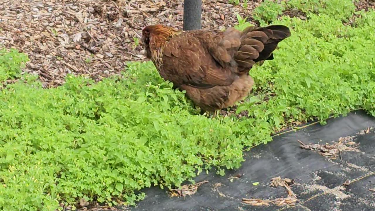 OMC! Brownie is eight-years-old and one shy little chicken! 😮🐔🤯😍#brownie #chickens #hens #shorts